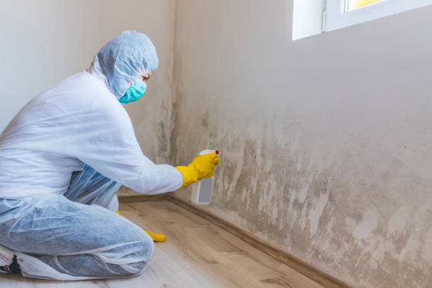 Licensed Basement Mold Remediation service in Fairview, GA - 24 Hour Mold Removal