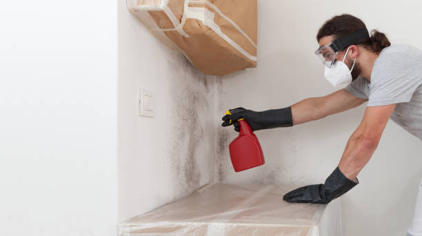 Professional Basement Mold Remediation technician working in Fairview, GA