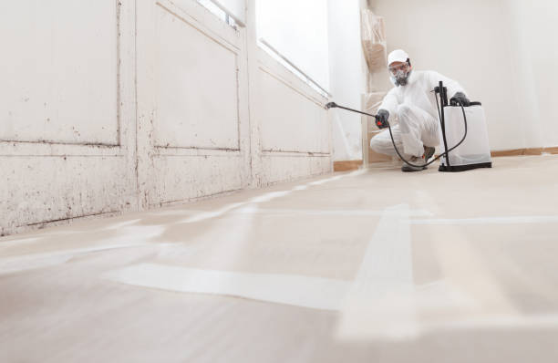 24/7 Emergency Basement Mold Remediation experts in Fairview, GA
