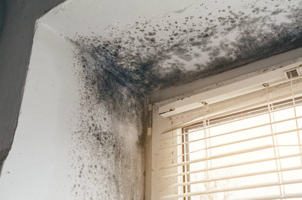 Affordable Basement Mold Remediation solutions in Fairview, GA