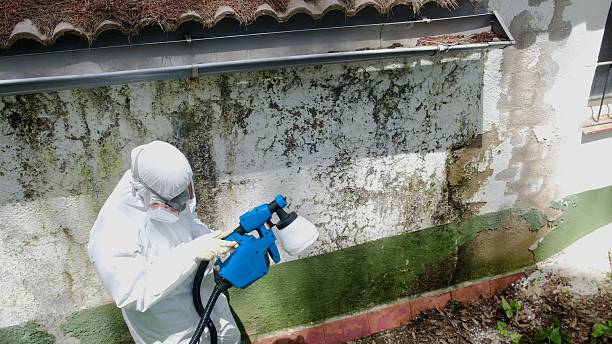 Top rated local Basement Mold Remediation specialists in Fairview, GA